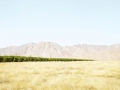 Grapefruitanbau im Borrego Valley, USA