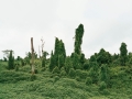 Ghosttrees Malaysia, 2012