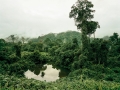 Primary forest 1