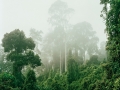 Primary forest 3
