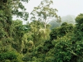 Primary forest 2