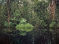 Primary Swamp Forest