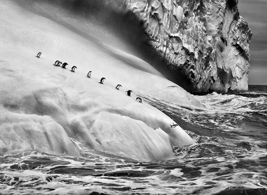 Chinstrap Pinguine (Pygoscelis antarctica) auf einem Eisberg zwischen den Inseln Zavodovski und Visokoi | Photographs by Sebastião SALGADO / Amazonas images